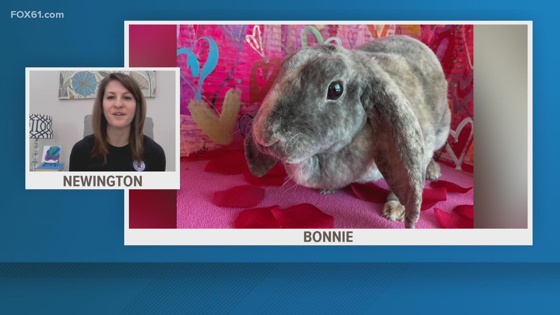 Meet Bonnie the Bunny! If you'd like to learn how to adopt Bonnie, head to the CT Humane Society https://cthumane.org/