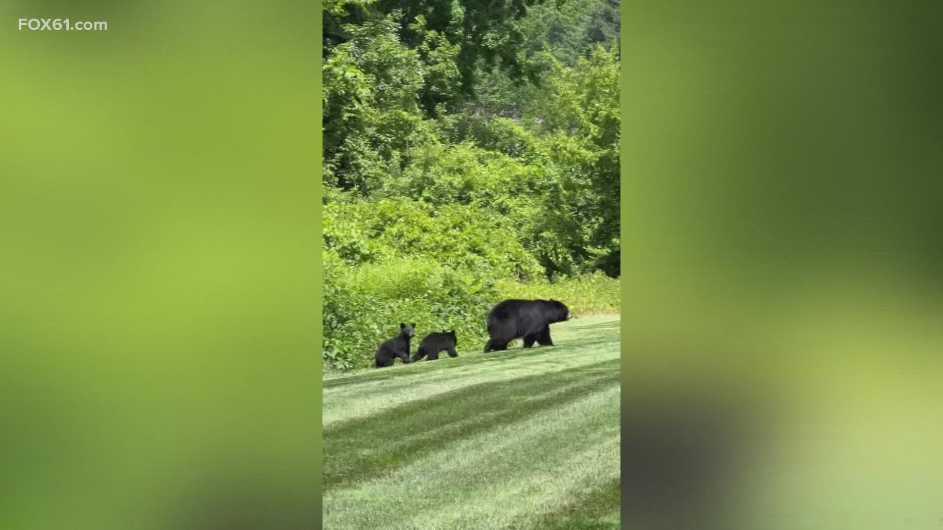 A video was shared of a momma bear and her 3 cubs.