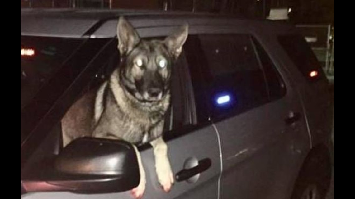 State Police K9 finds missing elderly man in woods | fox61.com
