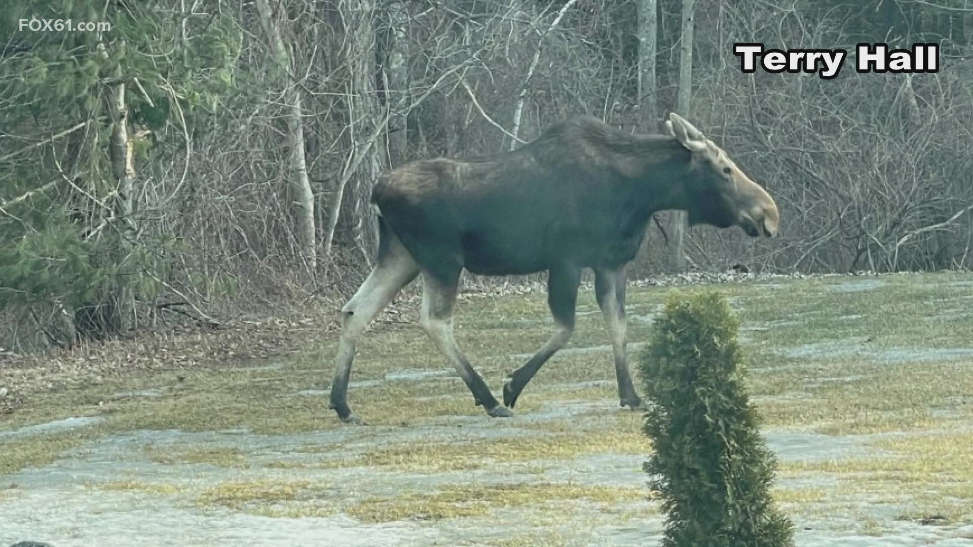 Police said people have been crowding the area around the moose and in some cases going into the woods to approach it.