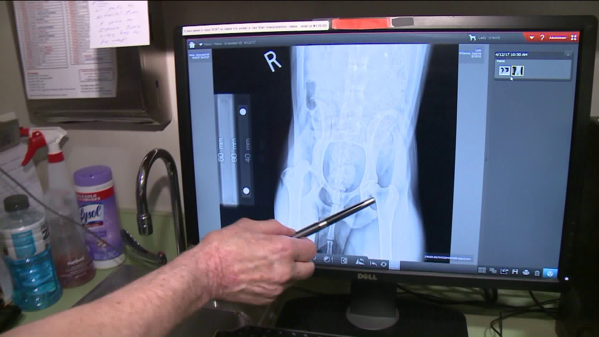 An inside look into total joint replacements for dogs