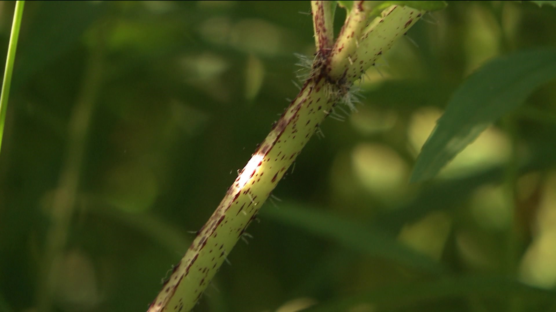 Poisonous hogweed plant in Connecticut can cause burns, blisters