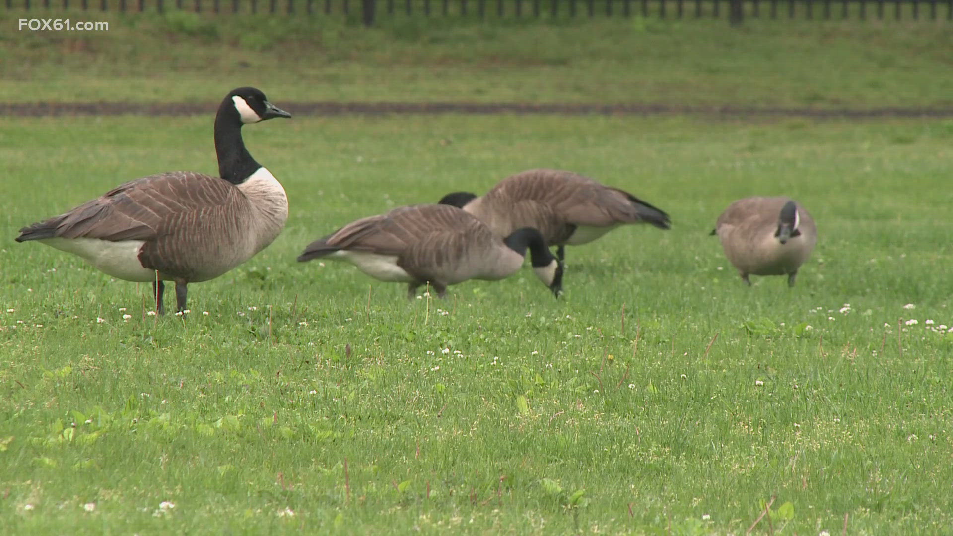 The geese management plan now heads to the city's policy committee for consideration, but as far as what the city will do to address the geese remains a mystery.