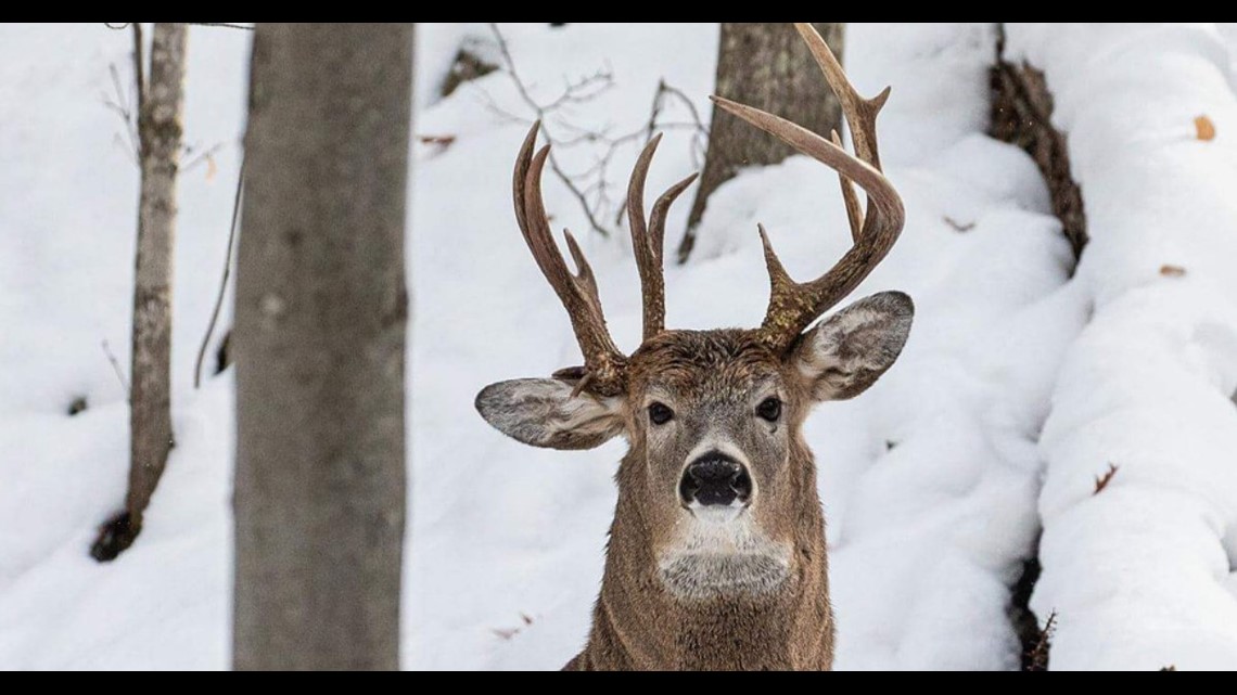 Rare buck with three antlers photographed in Michigan | fox61.com