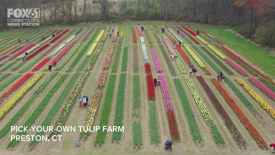 Tulip fields at pickyourown flower farm in Connecticut Sky61