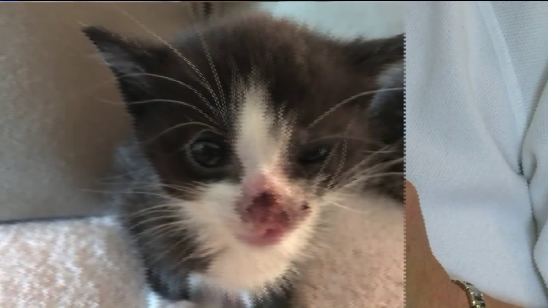Kitten rescued after being thrown from a car in Waterbury