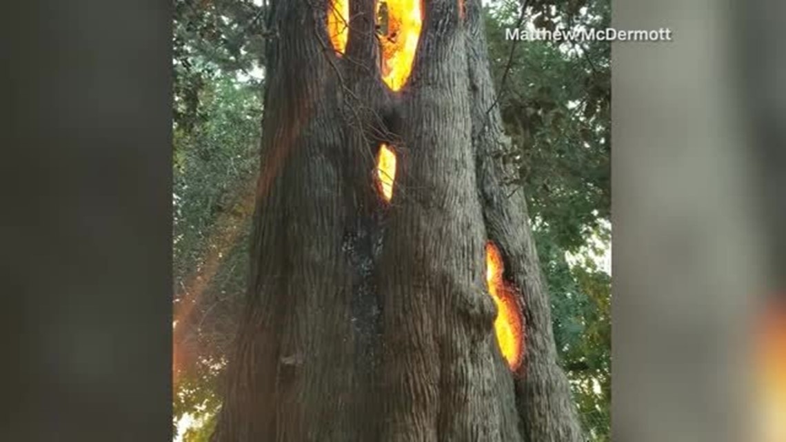 Man finds tree burning from the inside out as he searches for escape