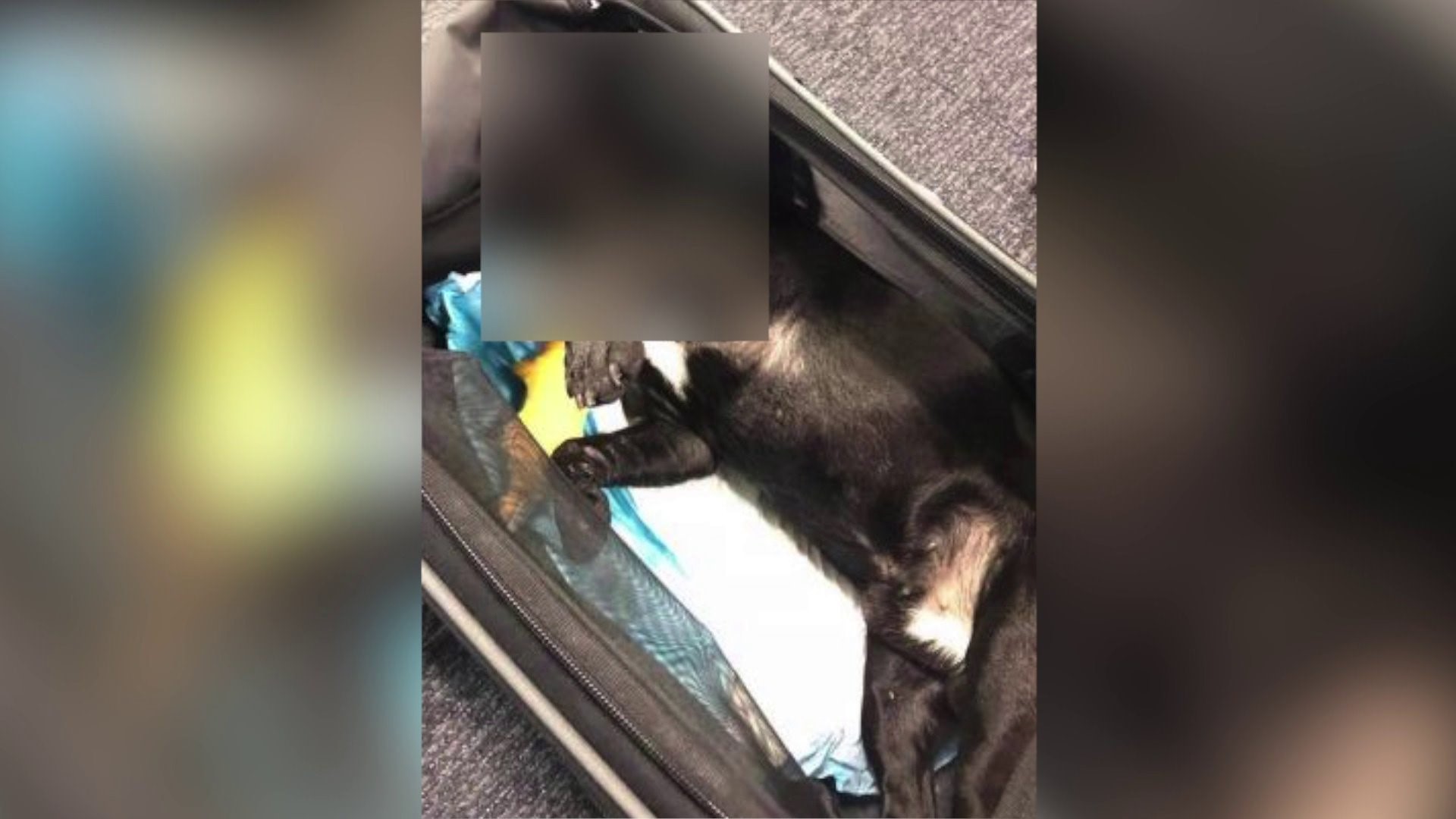 Dog dies after flight attendant forces it into overhead bin