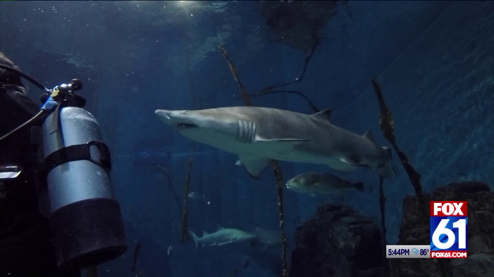 4 great white sharks detected near Block Island