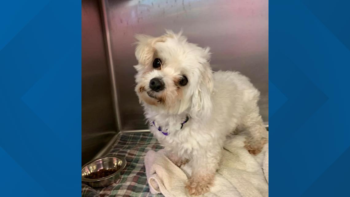 37 dogs hoarded in Wallingford garage relocated to shelters: PD | fox61.com