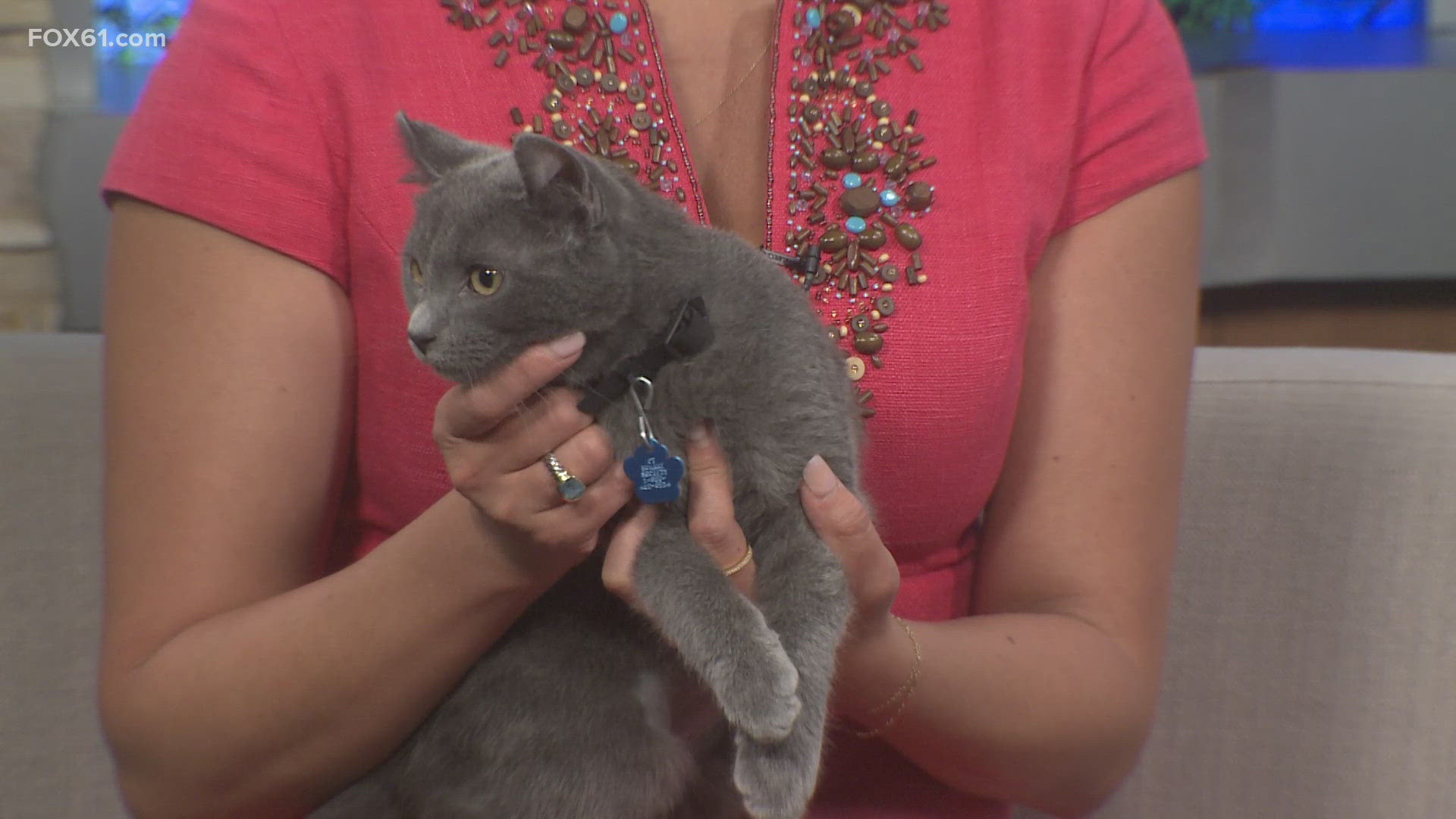 This week's Pet on the Set is Gandalf! He's a four-month-old male kitten. Since he's an American Curl mix, his uniquely shaped ears require weekly cleanings.