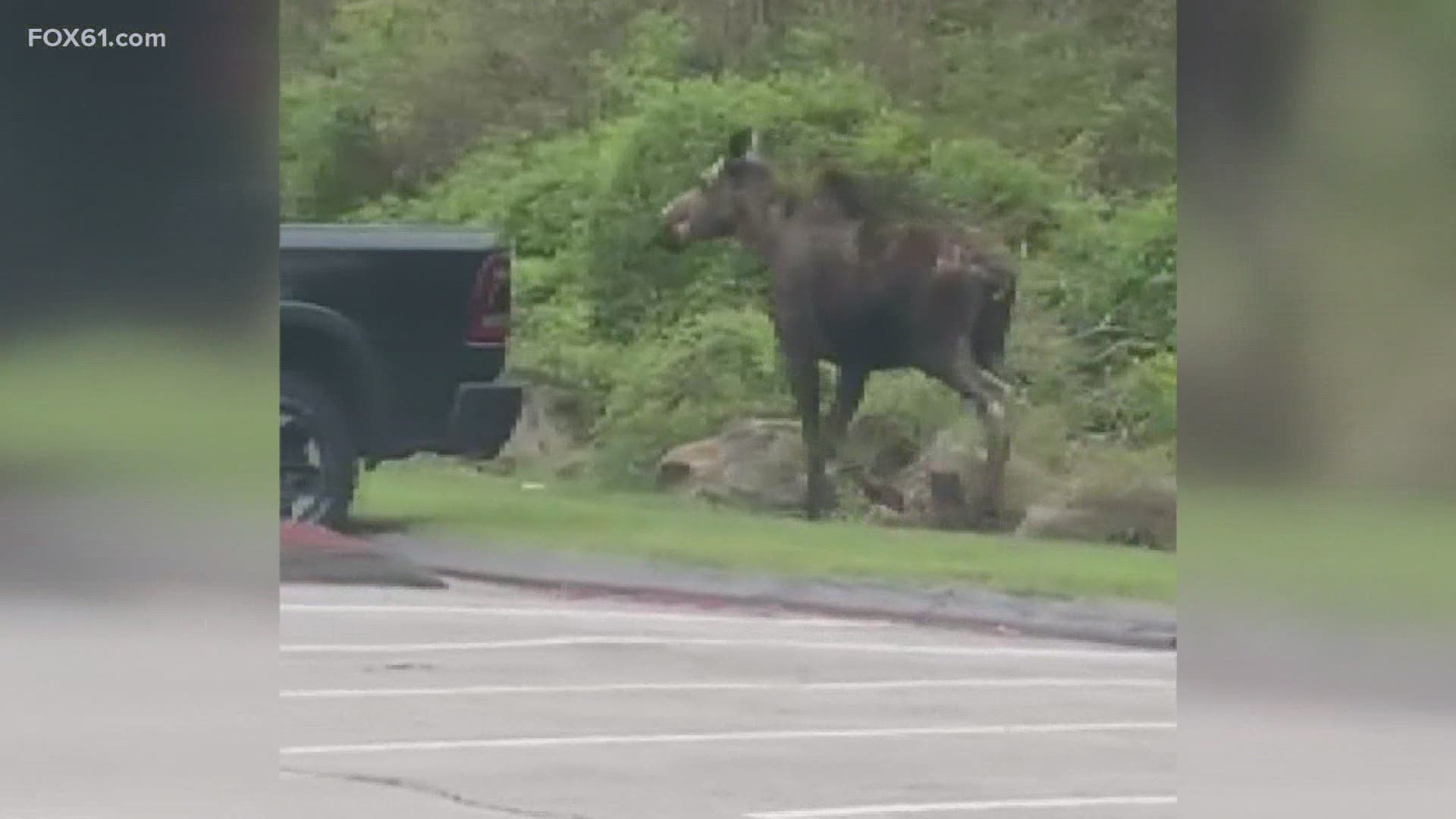 The moose was spotted by Hops 44 in Storrs, captured on video by Nancy Mckenney, owner of Hops 44.