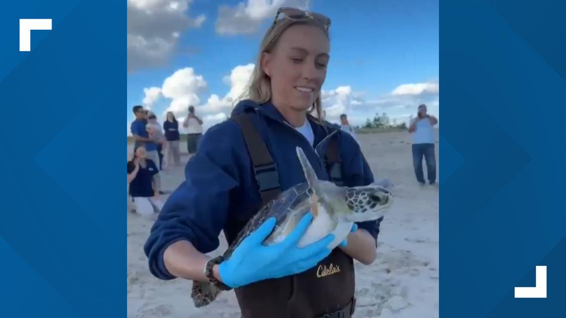 'Sunflower' the green sea turtle released into Atlantic Ocean by Mystic Aquarium team in Rhode Island