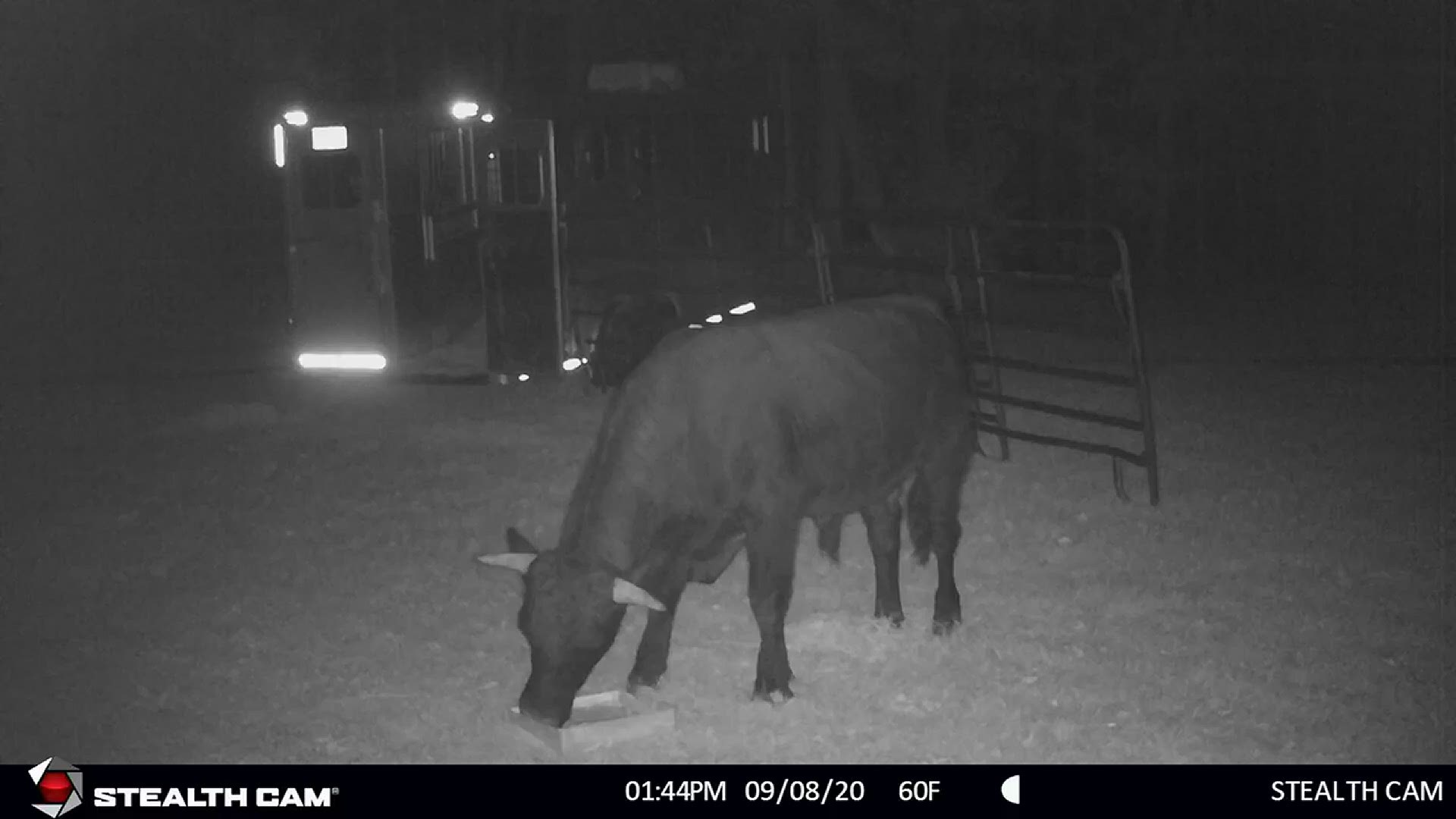 The Beefalo has been on the run since August. Police said on Tuesday they have raised enough money to buy the animal and send him to an animal sanctuary.
