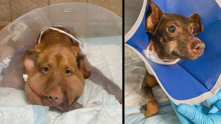 Glastonbury dogs suffer serious injuries from rattlesnake bite