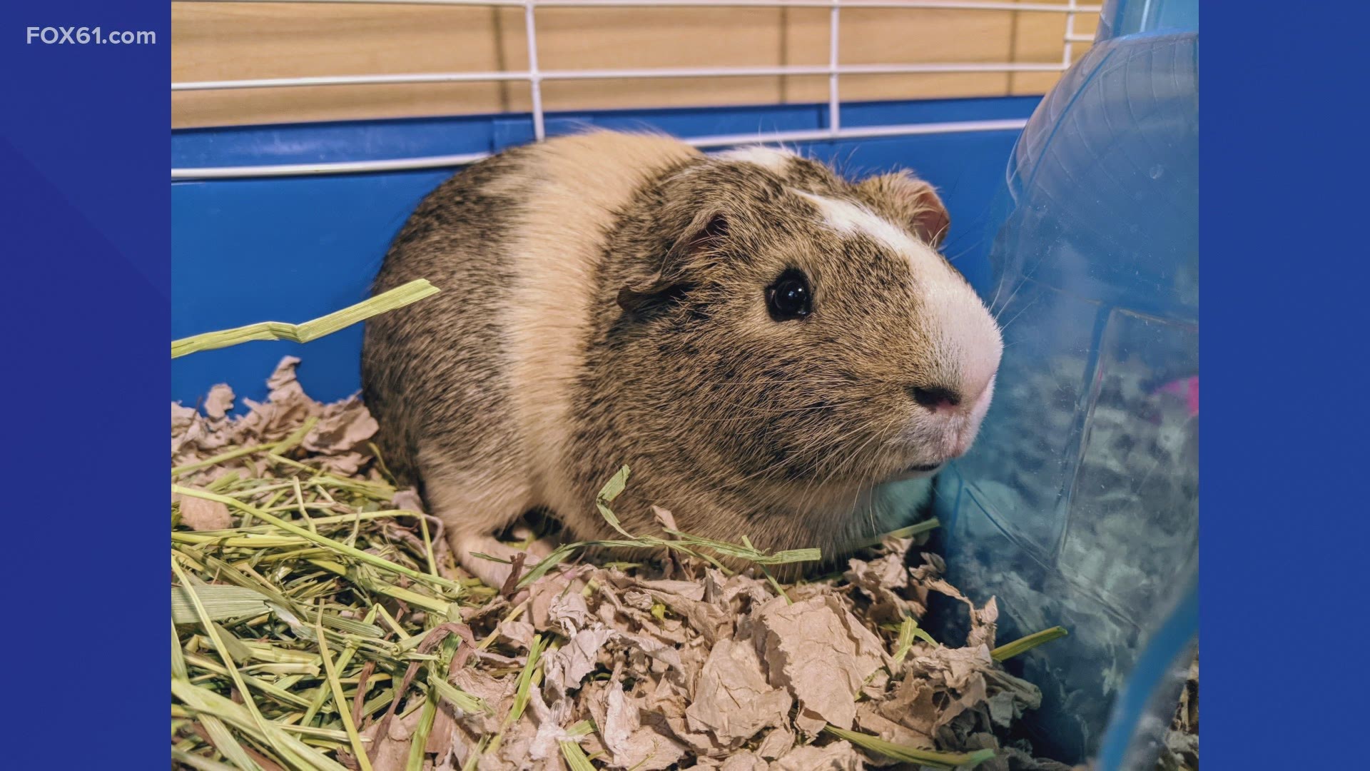 Oscar is easy to handle and is the father to three baby guinea pigs!
