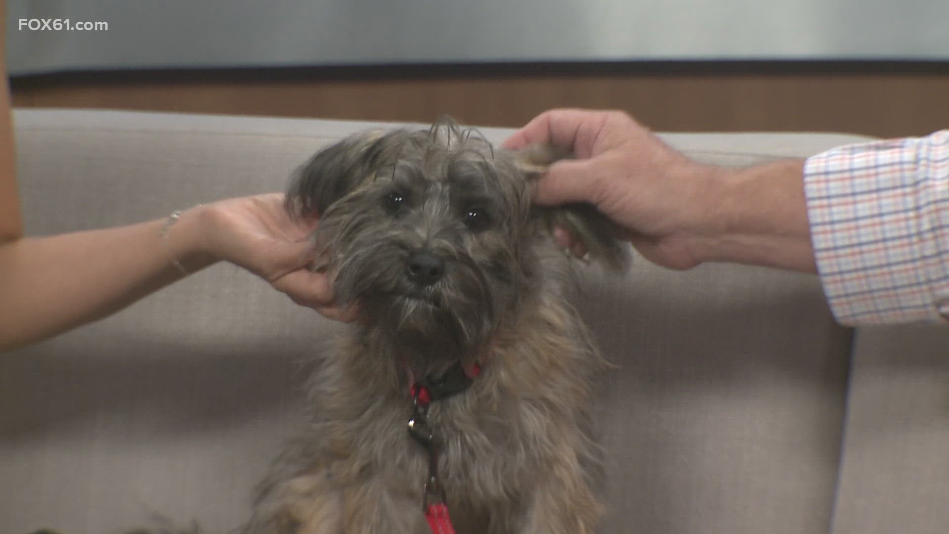 Hazel Nut | Pet of the Week