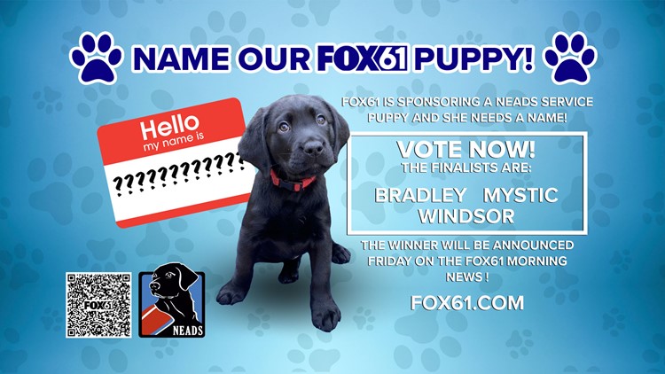 我们需要你的帮助!FOX61正在赞助一只NEADS服务犬，它需要一个名字!