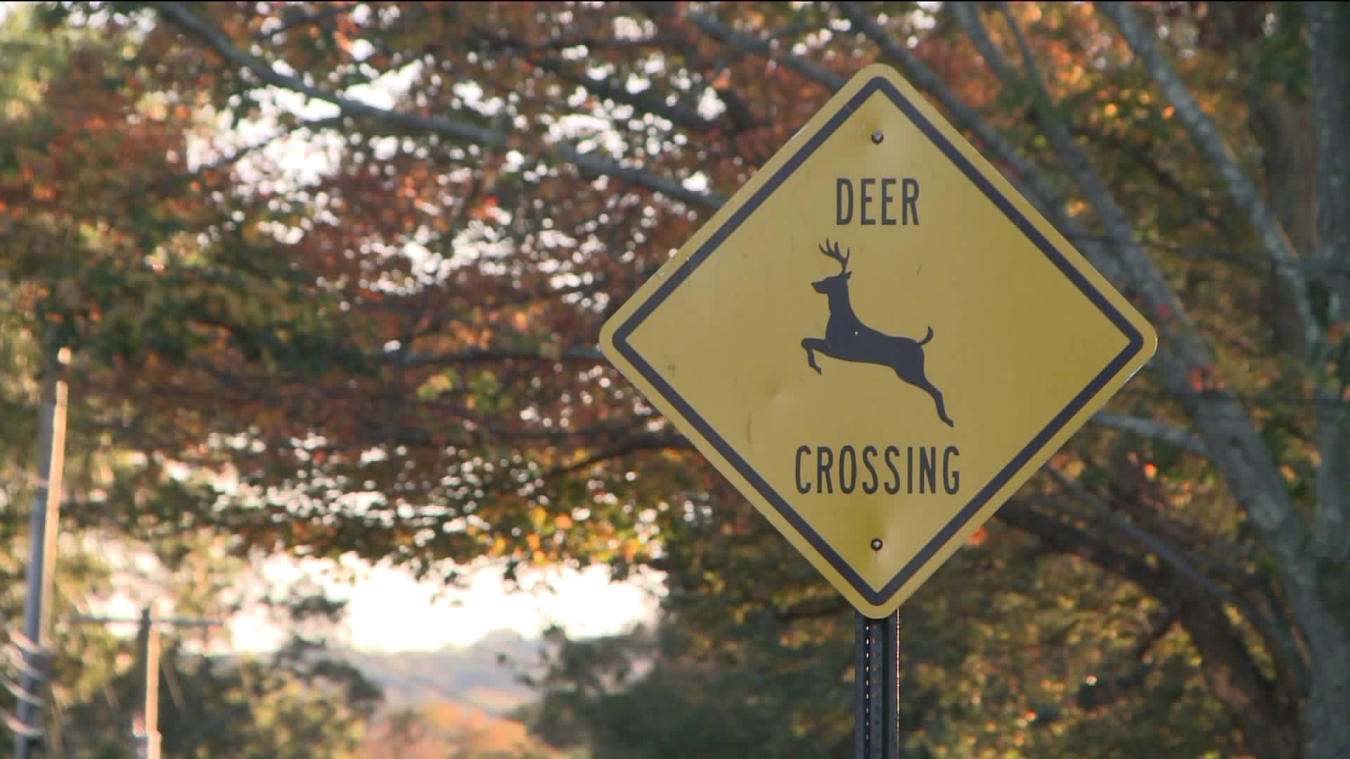 Increased deer, moose activity