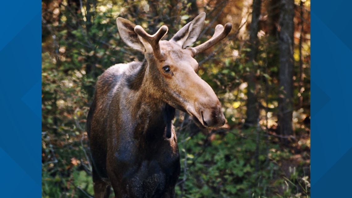 Moose euthanized in Windsor too close to highway - Vimarsana News