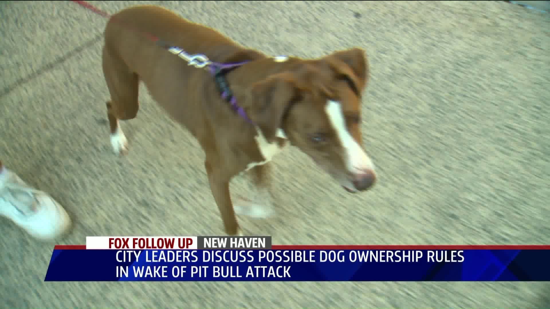 Leaders discuss dog ownership rules following recent attack