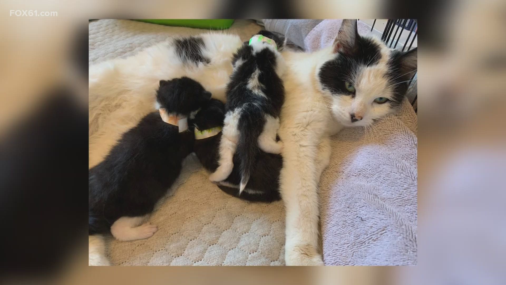 The Dan Cosgrove Animal Shelter has said one of the four kittens has died. It is unknown what town the cats were found in.