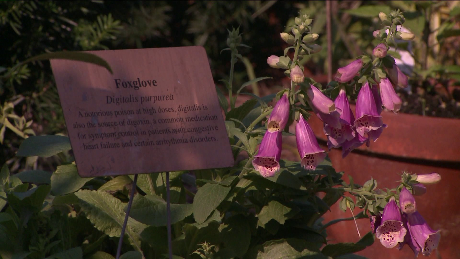 Garden teaches students and citizens about medicine history