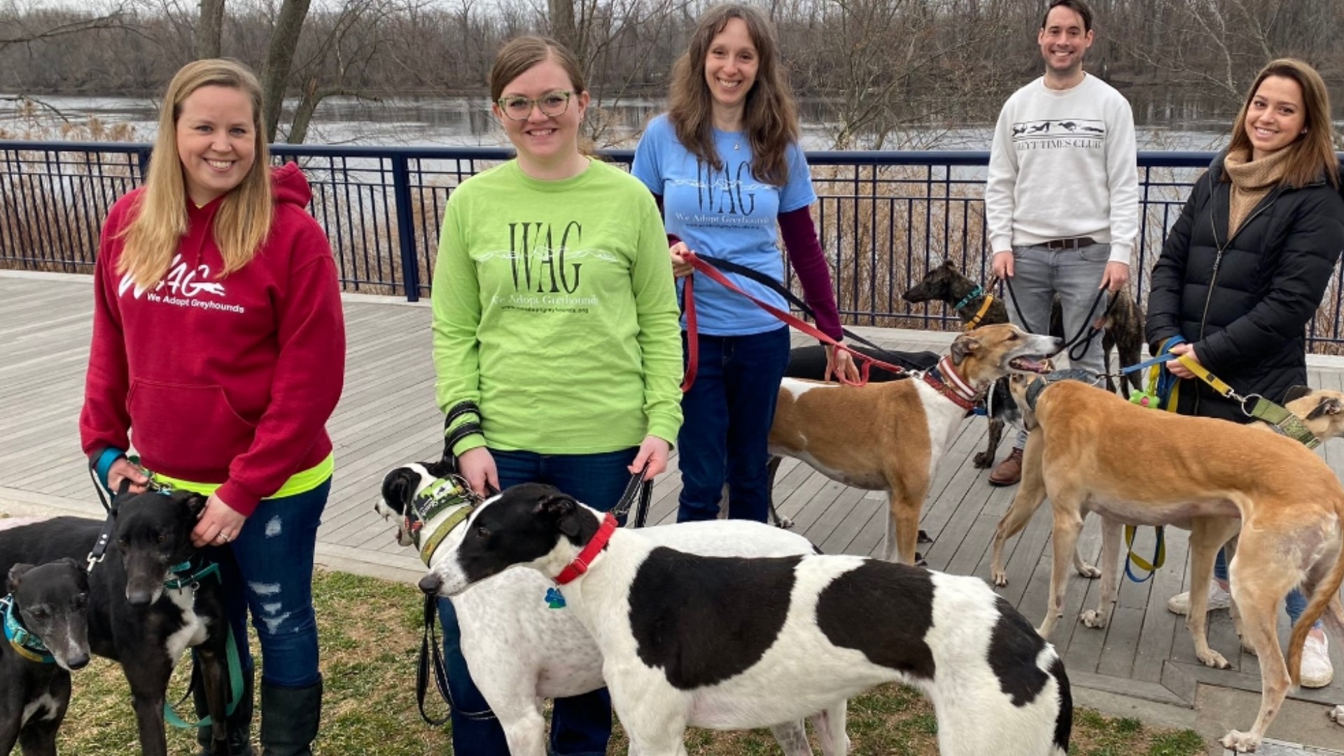 We Adopt Greyhounds (WAG) in Glastonbury is on a mission to find forever homes for greyhounds.