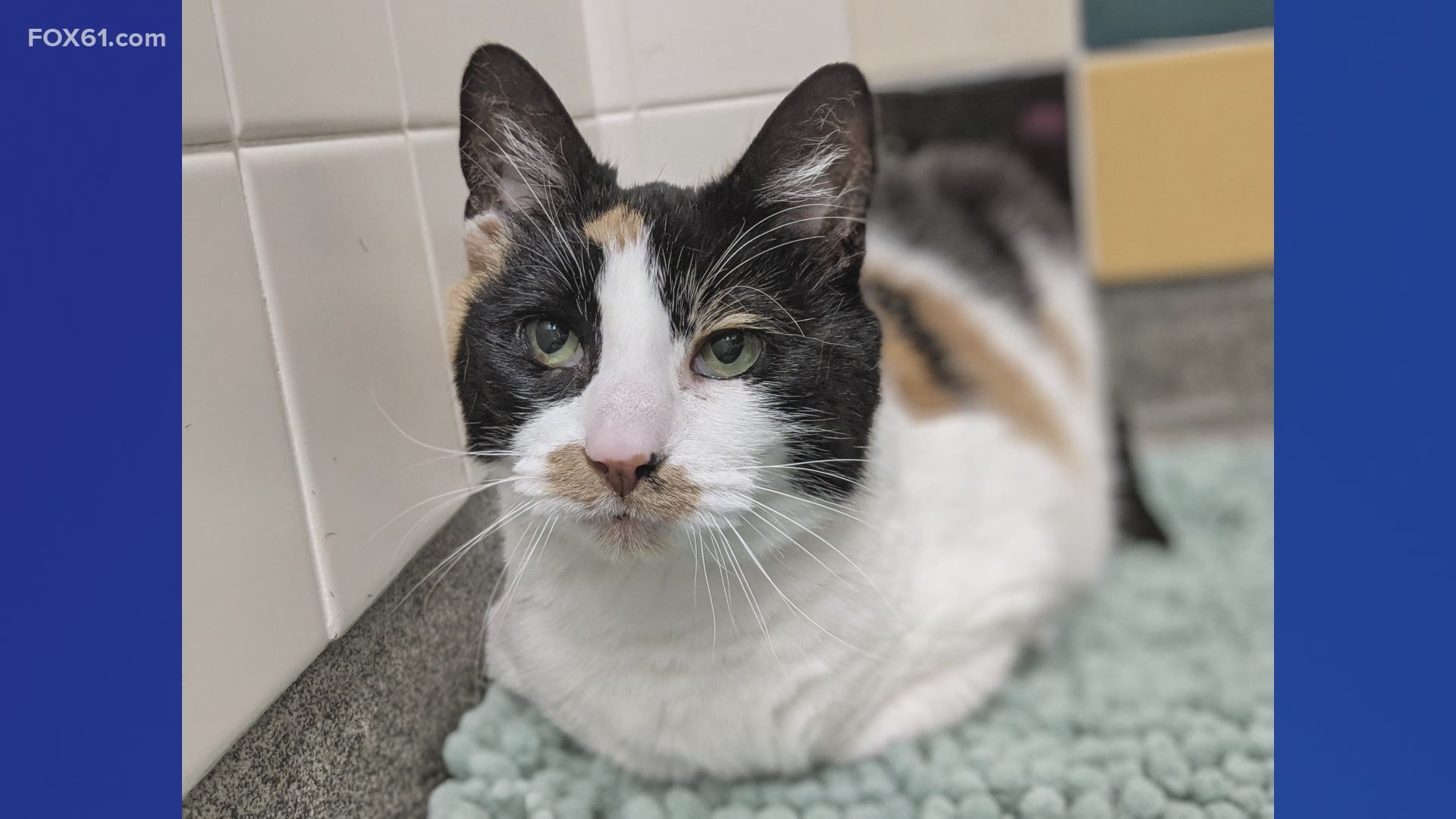 Meet Calico! This 7-year-old cat is looking for her forever home.