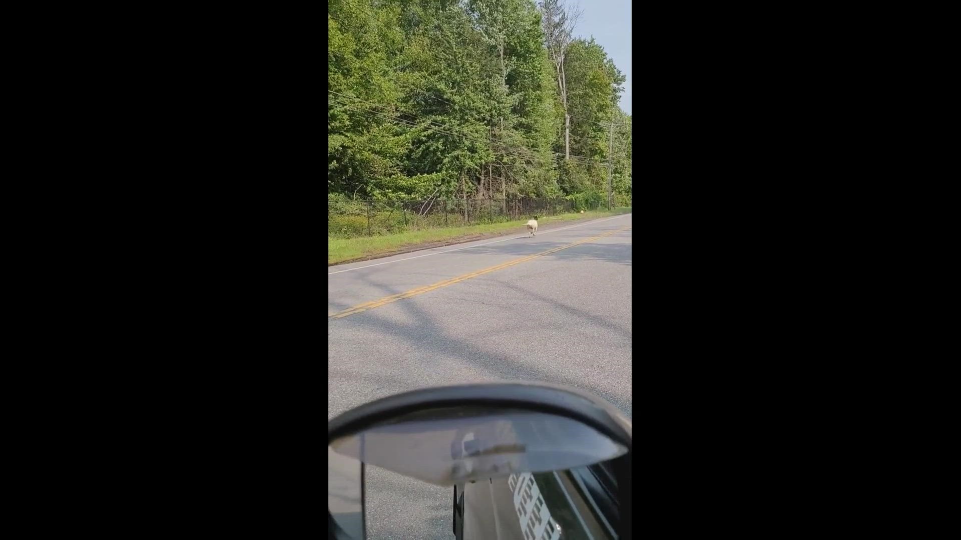 A viewer got video of this sheep was hightailing it down the Berlin Turnpike Sunday morning.