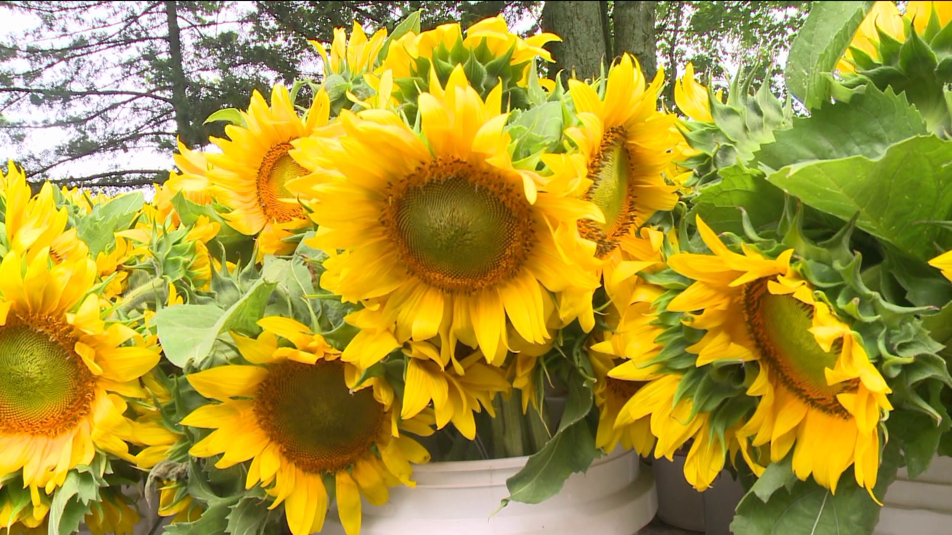 Rain doesn`t dampen Sunflowers for Wishes fundraiser in Griswold