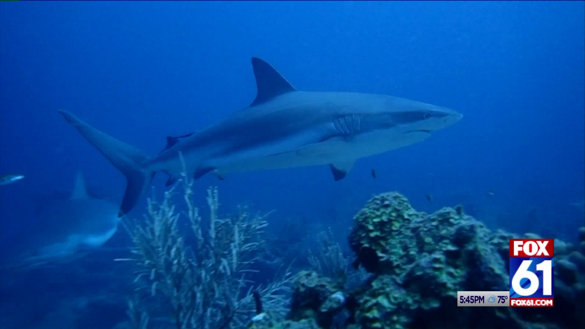 Enfield pair going deep for shark conservation