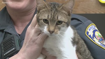 60多只猫从米德尔敦的囤积屋中获救