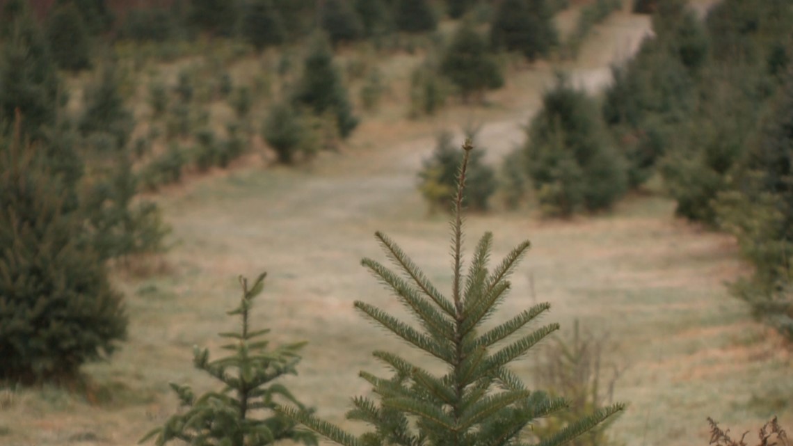 Shortage makes search for tall Christmas trees harder: Experts