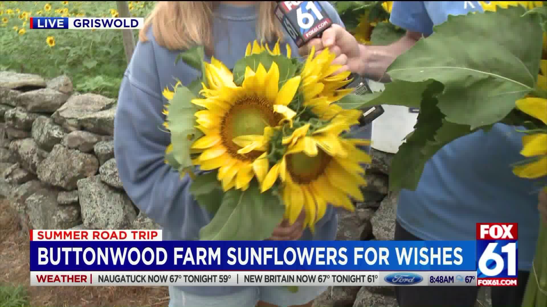 Sunflowers for wishes at Buttonwood Farm