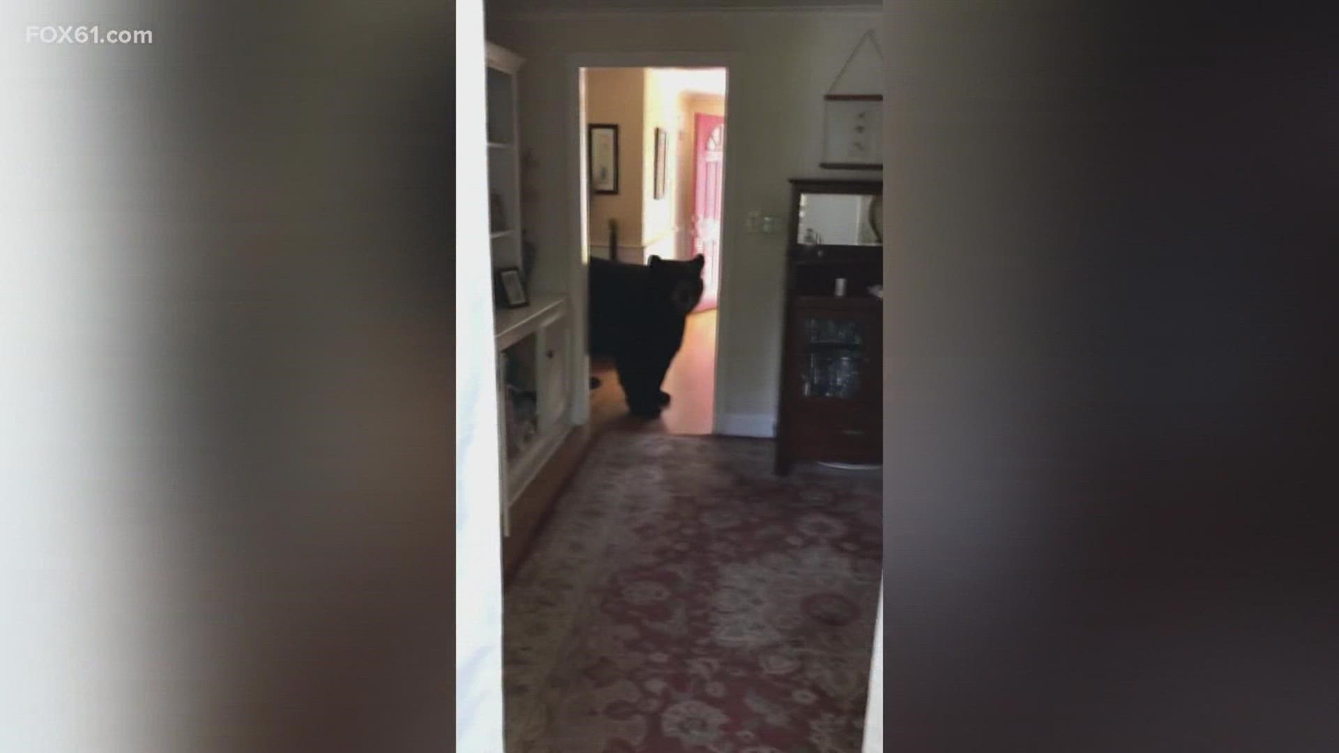 A large bear broke into a West Hartford home Sunday and the homeowner got it all on video.