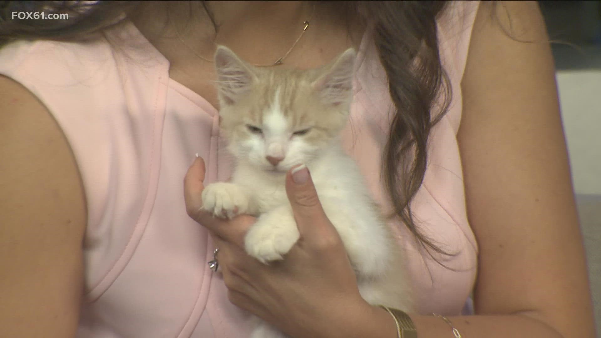 This week's Pet of the Week is available for adoption at CT Humane Society.