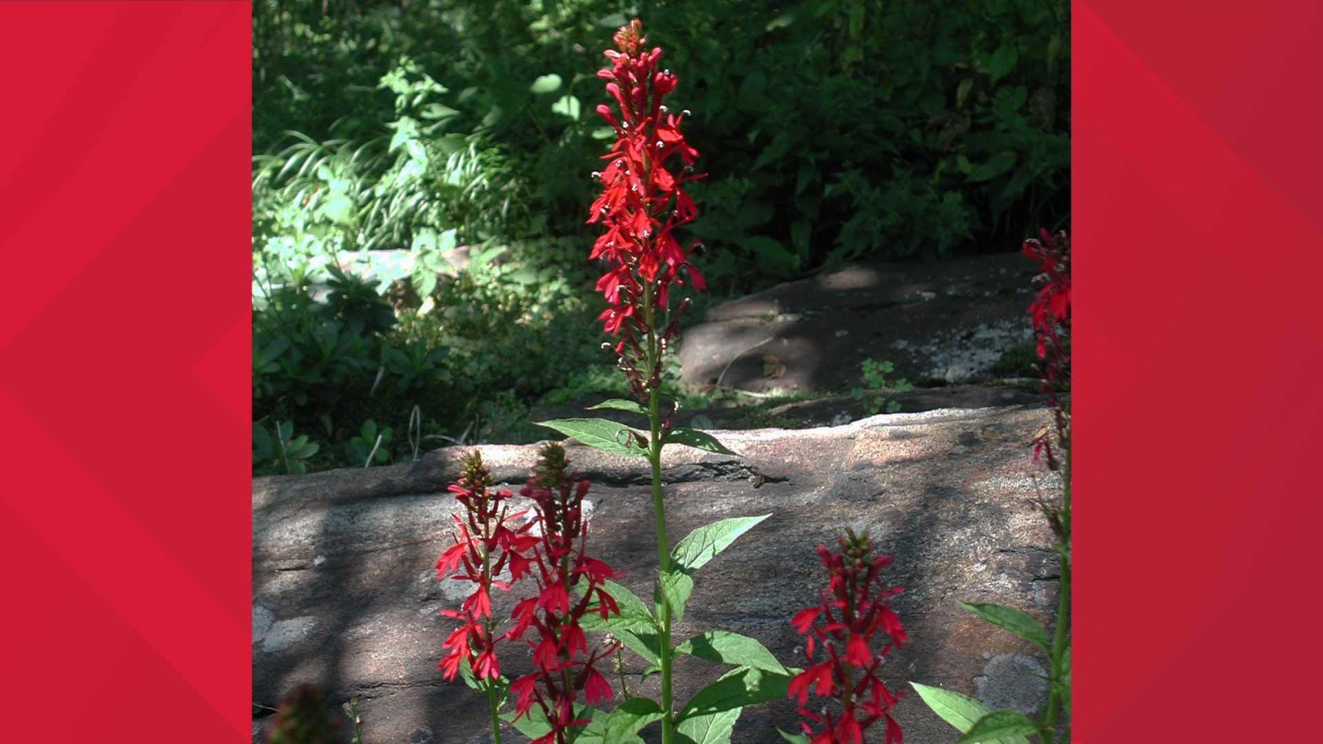 Bird feeders attract bears so take them down DEEP