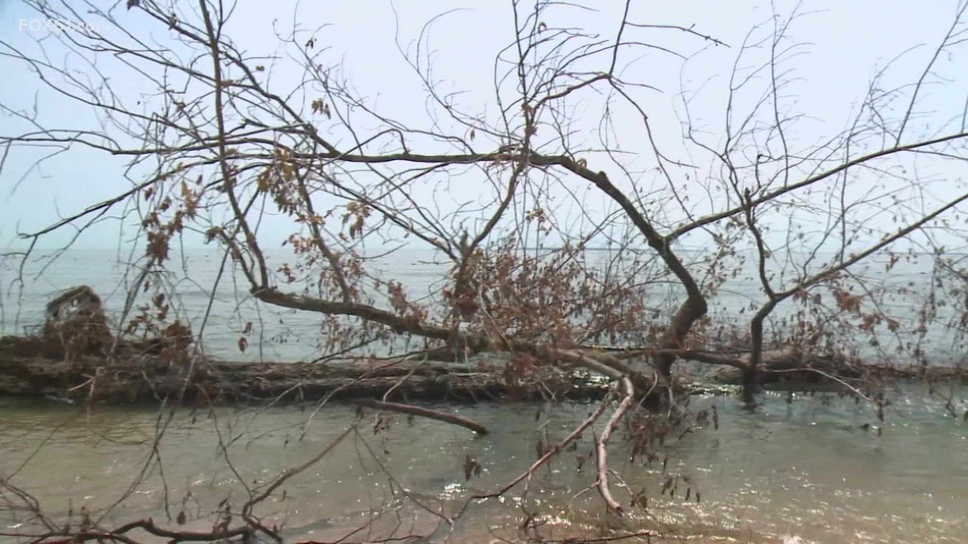 Old Lyme officials say it would set a bad precedent to remove the tree from the beach as they'd be forced to for every other beach.