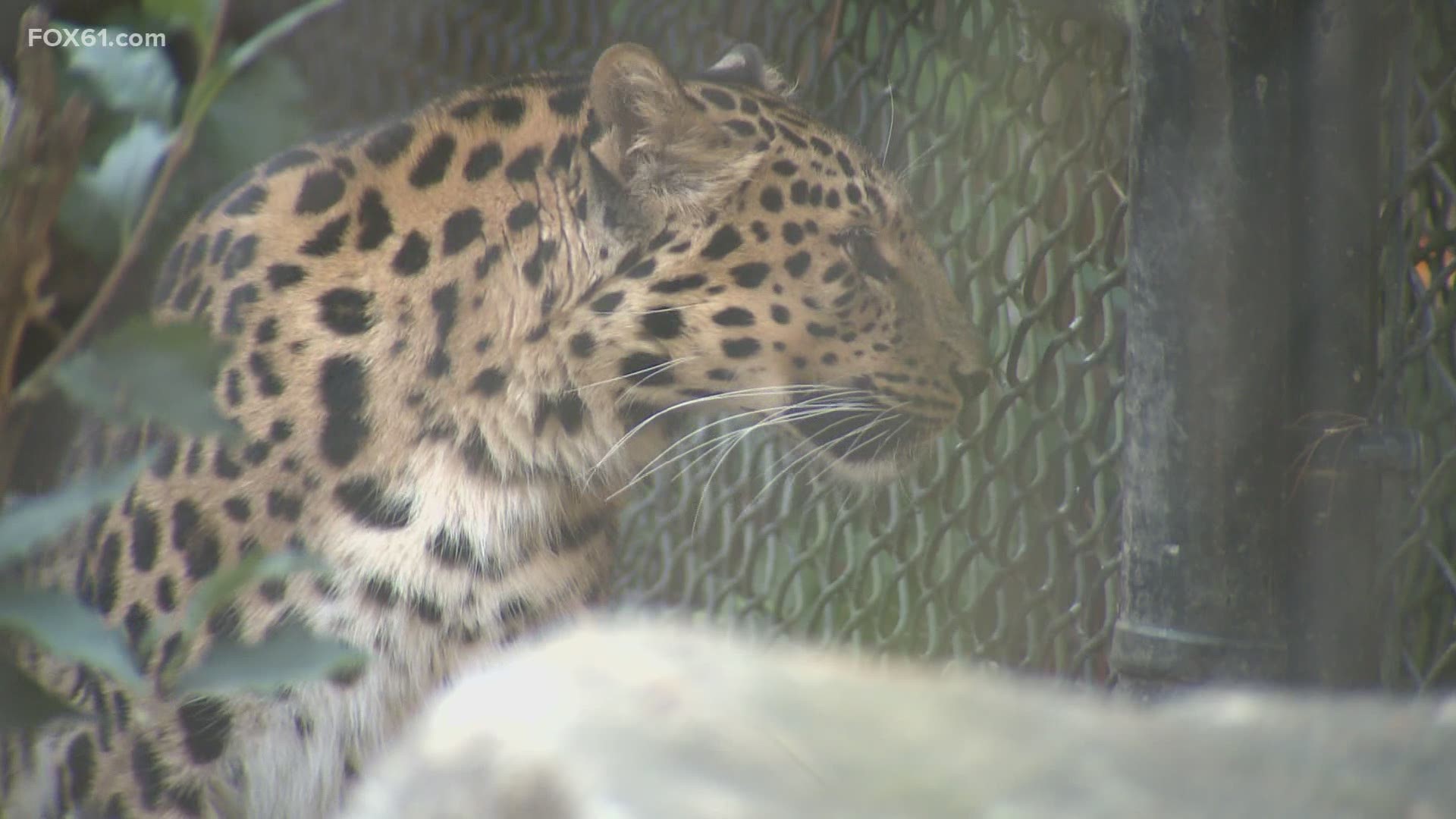 FOX61's Keith McGilverly visits the Bridgeport zoo and lists his top 5 things to do!