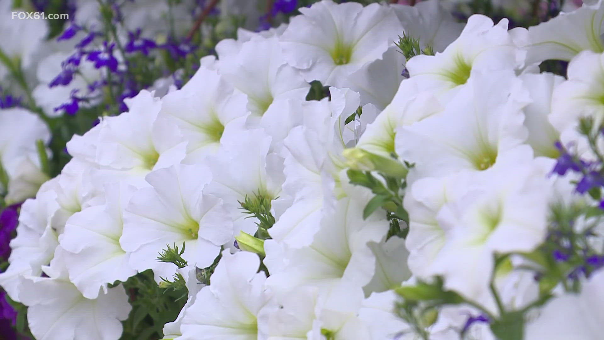 Mother's Day is quickly approaching, and for one greenhouse in Somers, business is blooming. It's important to know the flowers are grown right here in Connecticut.