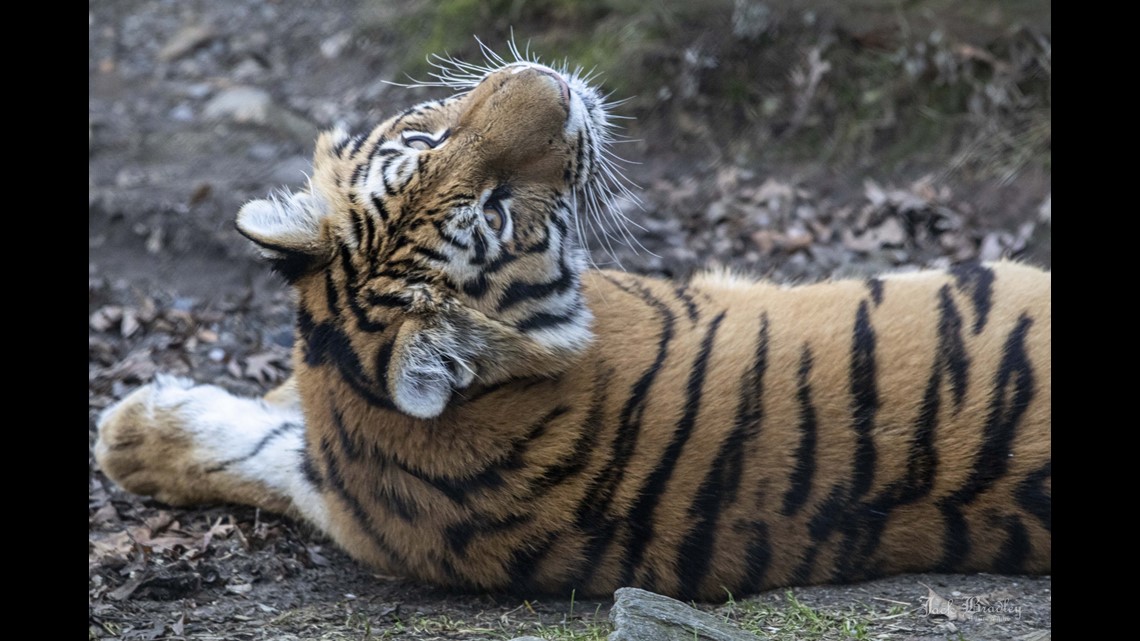 Rare tiger cubs born at Connecticut's Beardsley Zoo in Bridgeport