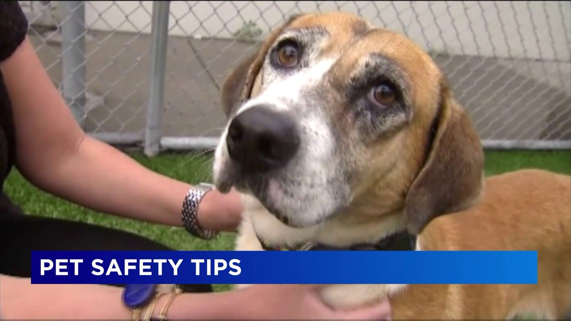 Connecticut officials urge pet owners to prepare their animals for extreme heat