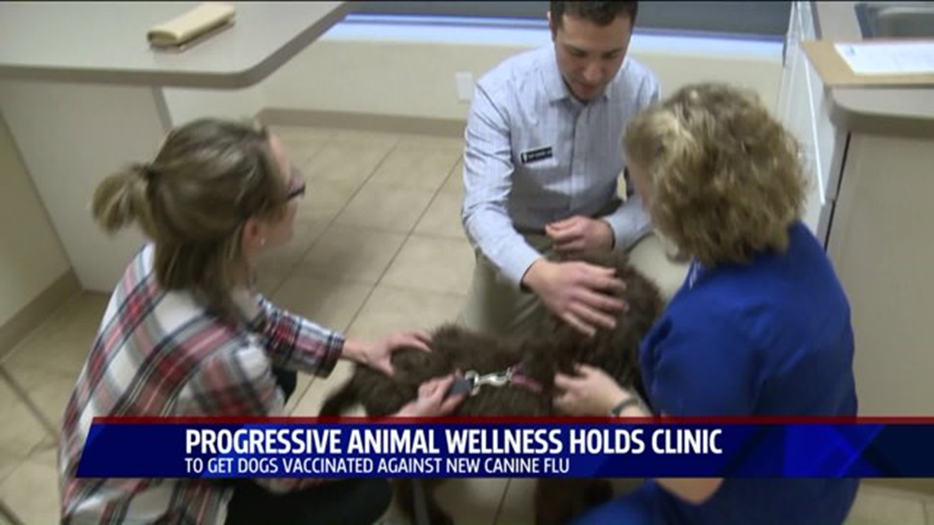 New strain of the dog flu leads vets to recommend vaccines 