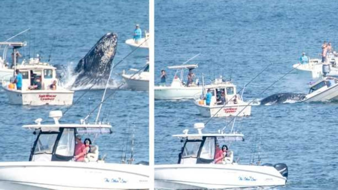 Whale whomping: Jumping humpback lands on boat | 10tv.com