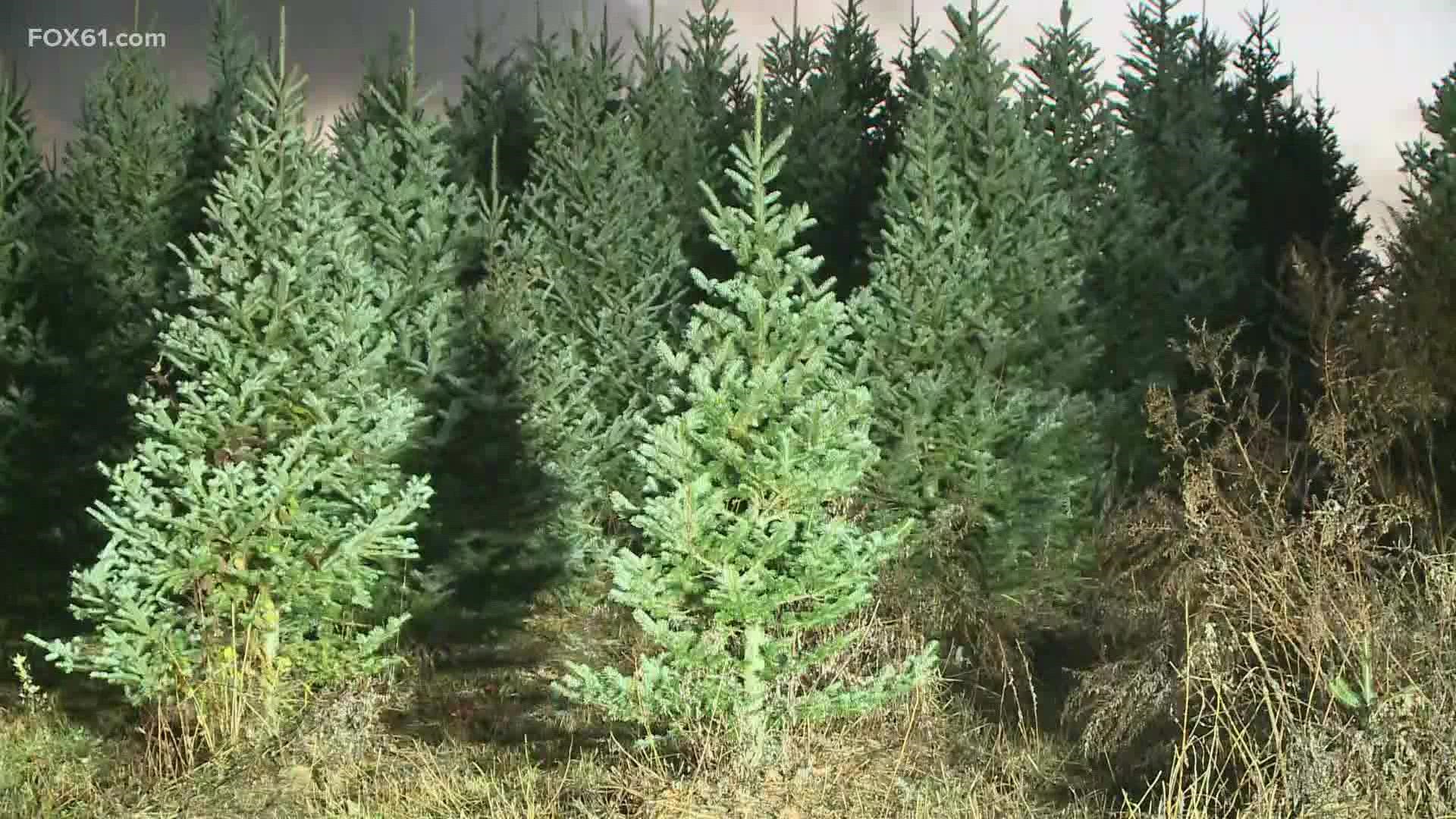 Sellers say they are losing trees by the hundreds due to a supply issue coming out of Canada.