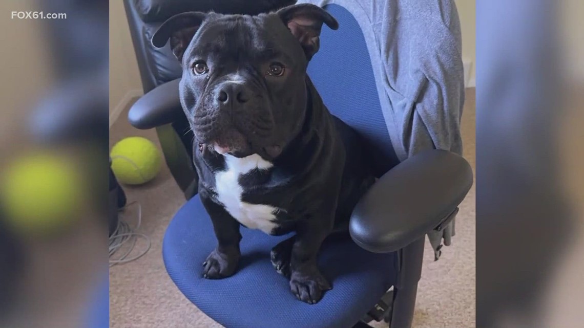 Conn. woman speaks out against animal abuse after dog's death - Vimarsana News