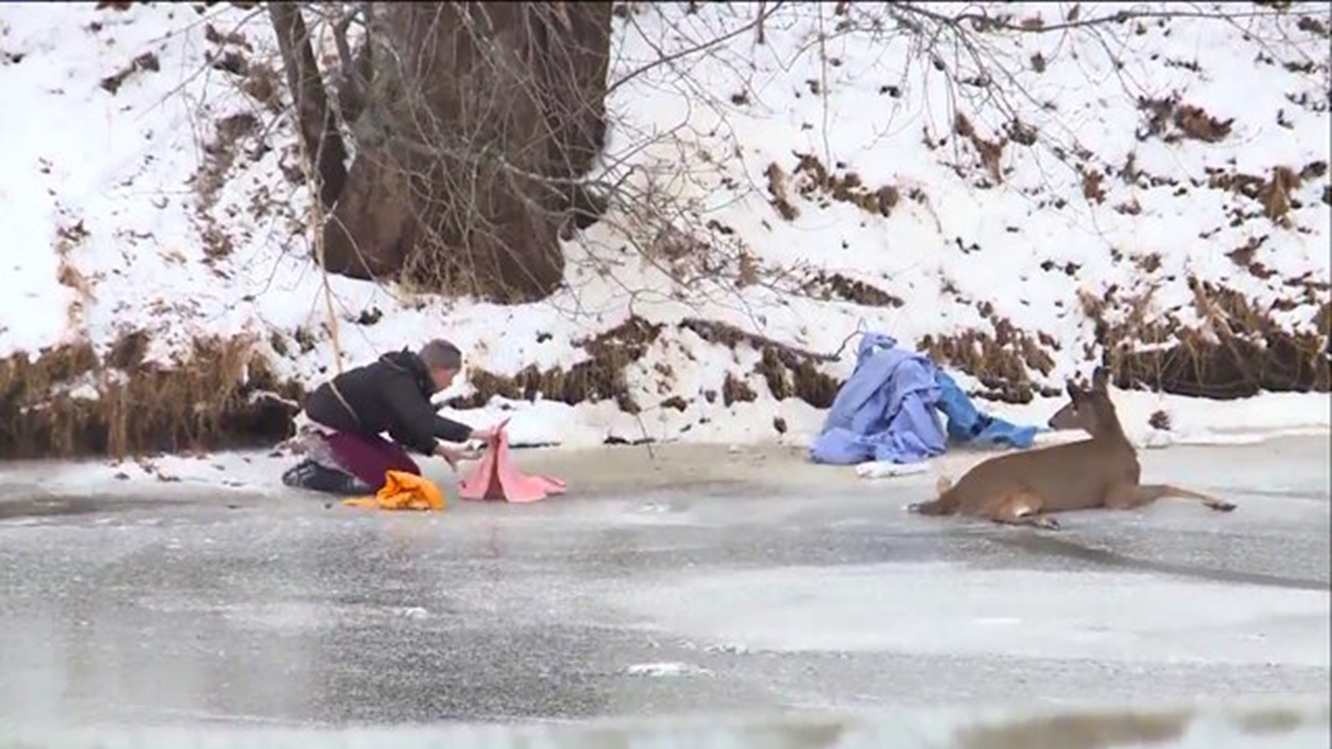 Raw video: Deer rescued after getting stuck on ice for hours in Simsbury