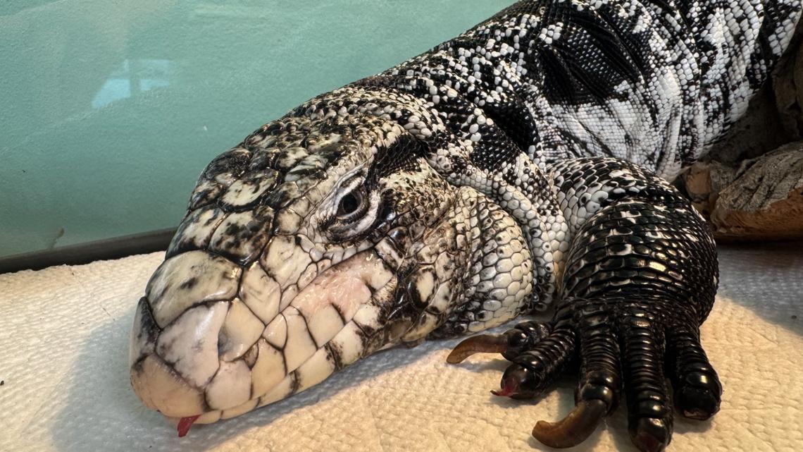 Large tegu lizard found crawling under snow after winter storm hit New England