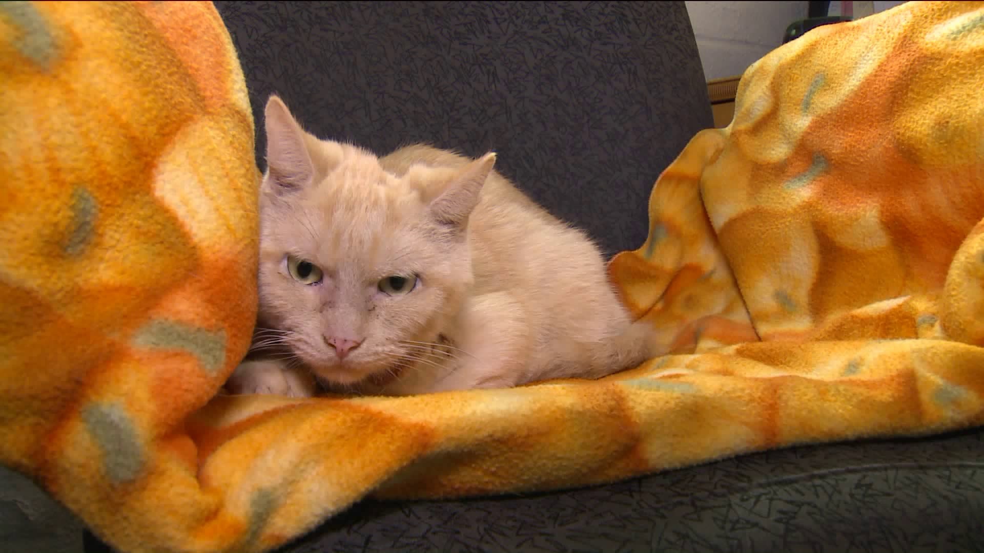 Cat abandoned in the cold recovering in Middletown